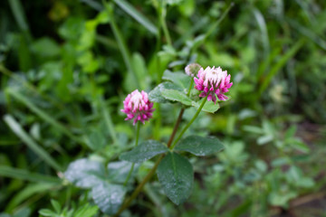 flower in the garden
