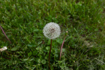 dandelion on background of green grass