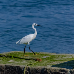 White egret, beautiful bird standing on the pier in Brittany 