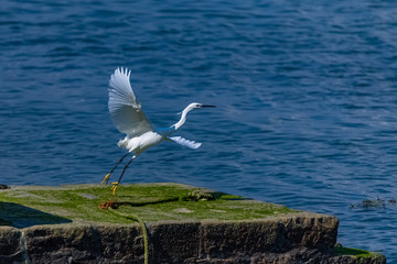White egret, beautiful bird flying away on the pier in Brittany 