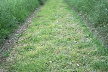road way with grass cut