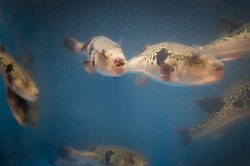 Live Fugu fish in a restauraunt aquarium in Osaka, Japan. Fugu can be lethally poisonous and Fugu sashimi seafood preparation is controlled by law