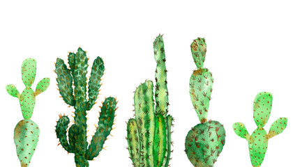 Watercolor hand painted cactus set line, nature green desert plants collection composition isolated on the white background