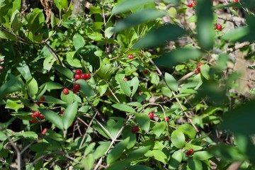 red and green berries on a bush