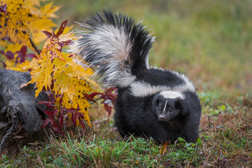 Striped Skunk (Mephitis mephitis) Turns Left Tail Up Autumn
