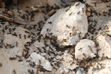 Ants and Ant Eggs in Nest