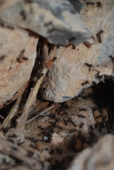 Ants and Ant Eggs in Nest
