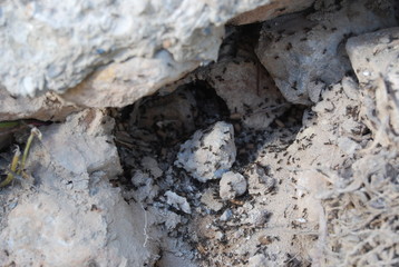 Ants and Ant Eggs in Nest