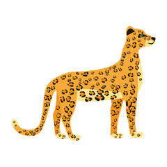 Leopard cute trend style, animal predator mammal, jungle