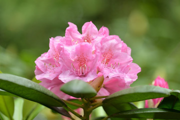 Rhododendron Blooms in the Garden.