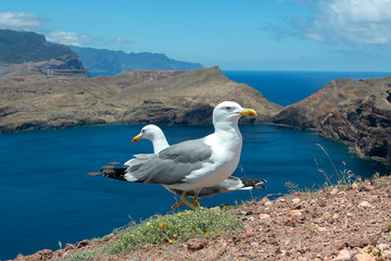 Fototapeta premium Two seagull on Ponta de Sao Lourenco , Madeira, Portugal