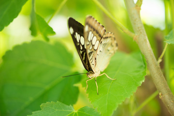 Papillon