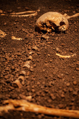 Skull and bones digged from pit in the scary graveyard which has dim light. Still life and art image