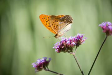 Papillon