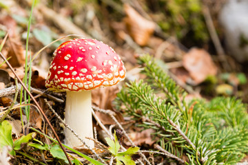 Amanita muscaria mushroom close up, nature background