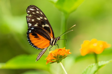 Papillon