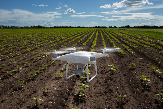 Drone flying above sunflower field