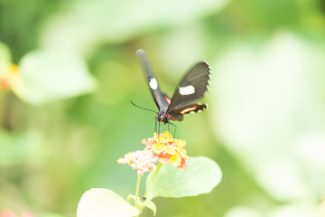 Papillon