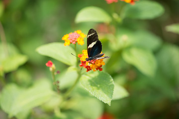 Papillon