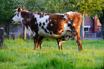 Animal ferme vache 290