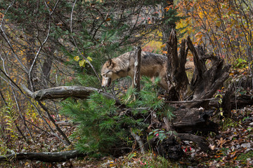 Naklejka na ściany i meble Grey Wolf (Canis lupus) Climbs Into Root Bundle Autumn