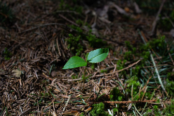 green bud