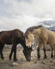 Horse standing against mountains