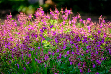 Obraz premium Bush plant with purple flowers and green leaves