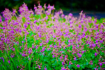 Bush plant with purple flowers and green leaves