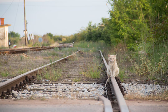 Beautiful cat sitting peacefully at railway track, near Novi Becej city, Vojvodina (Serbia