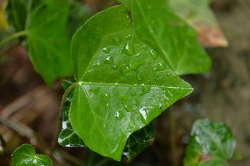 Wet Ivy (Hedera Helix) Leaves just after Rain.