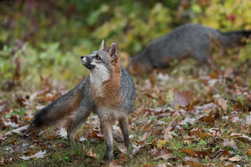 Grey Fox (Urocyon cinereoargenteus) Looks Ups Another in Background Autumn