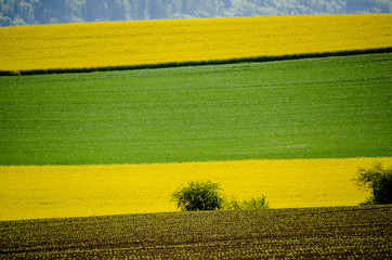 Rapsfelder im Frühling Landschaft gelb grün gross
