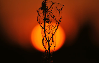 Plant at sunset through a large orange sun
