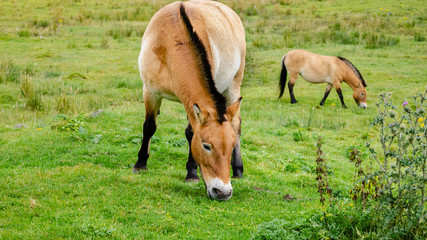 Asian Wild Ponies Graze