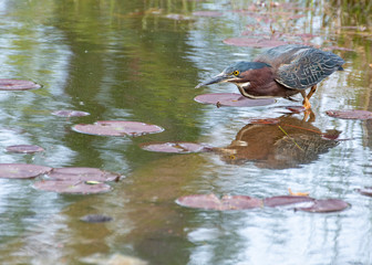 Little Green Heron