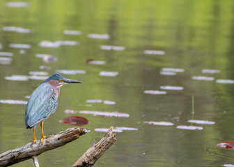 Little Green Heron