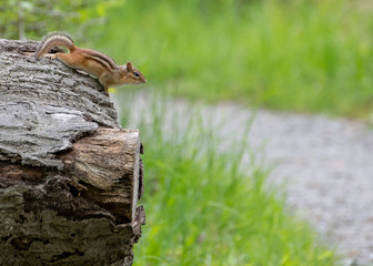 Chipmunk Perched On a Stump
