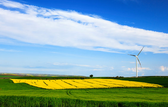 canola fields and wind turbines