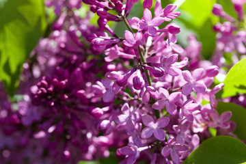Close up view of beautiful Persian lilac blooms