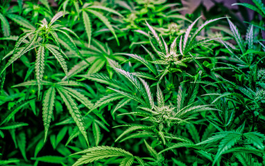 Cannabis Sativa Plants