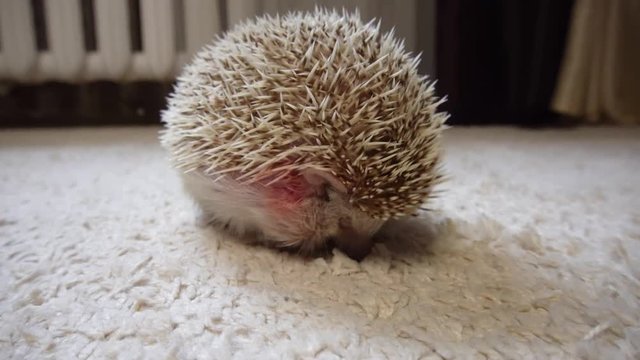 Home light hedgehog digs a nose in a house in a white carpet. a hedgehog bleeds a scratched wound on the skin