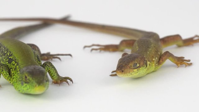 Two lizards on a white background