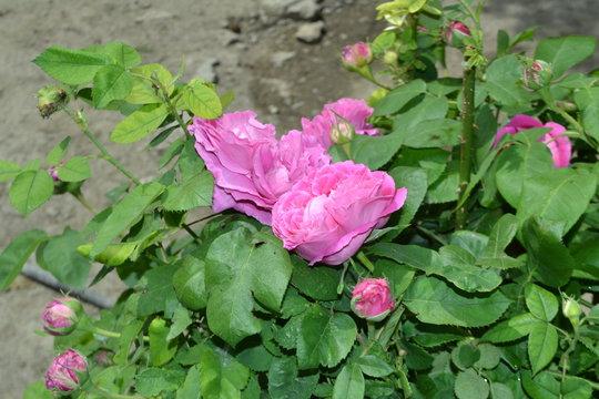 village life and landscape flower pictures high quality rose pictures