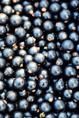 black currant background