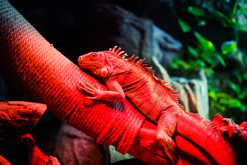 lizard