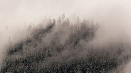 Misty mountain forest in Bavarian Alps near Oberstdorf / Allgäuer Wald im Morgennebel