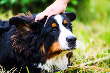 Bernese Mountain Dog portrait