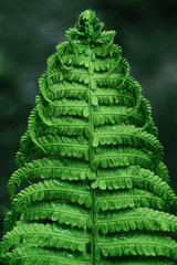Close-up of green fern leaf.