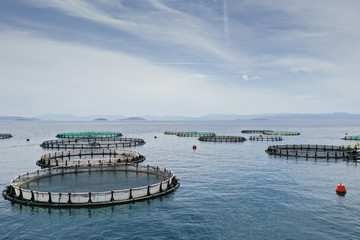 Fish farming in the sea. Cage system of dorado